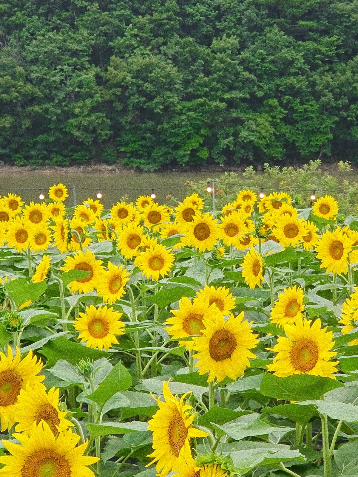 해바라기